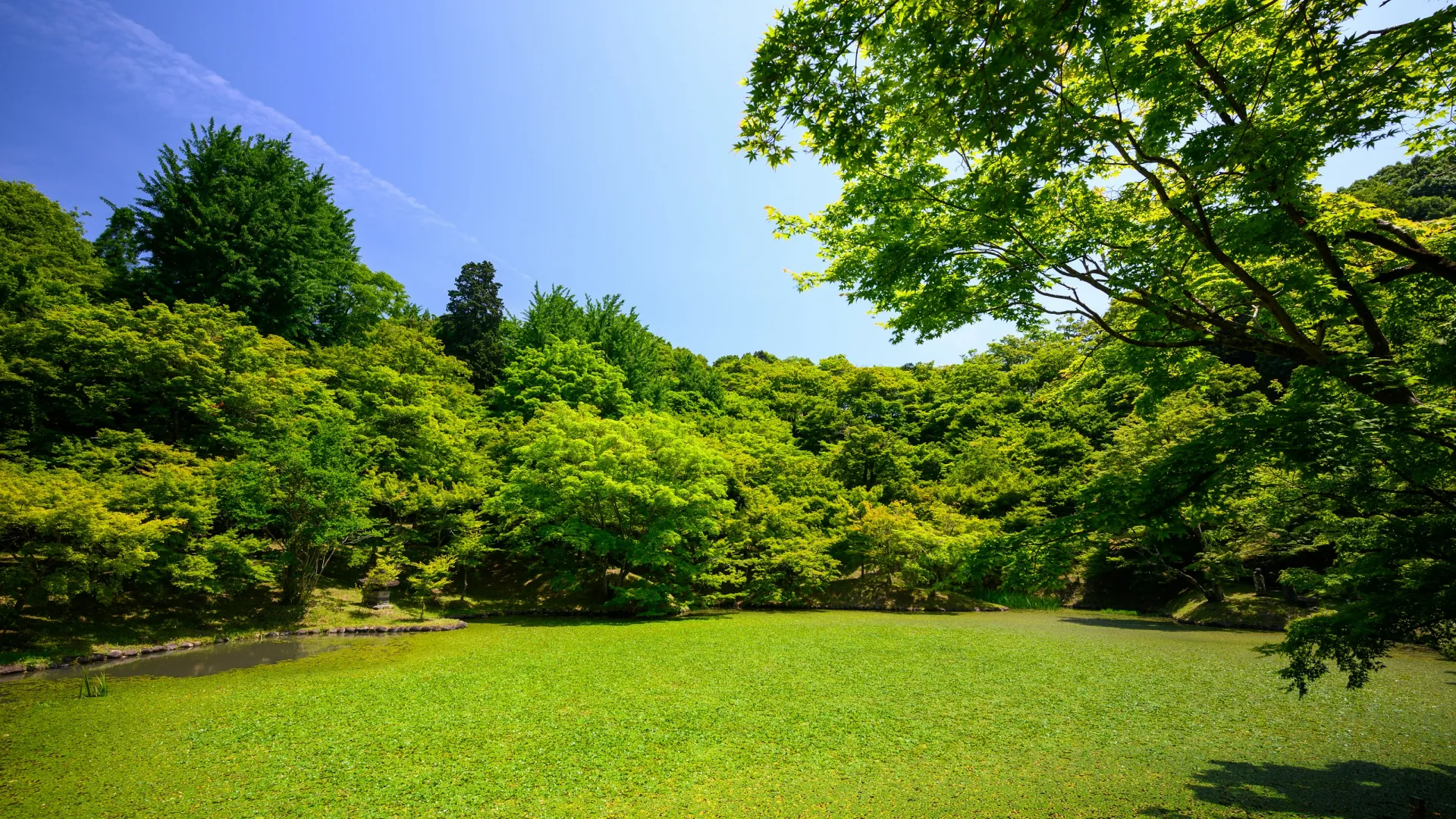 a grassy field with trees in the background