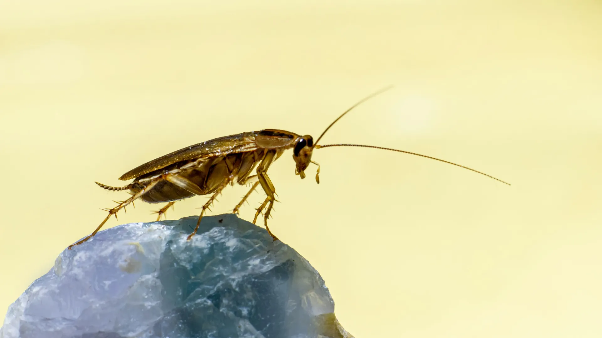 a bug on a rock