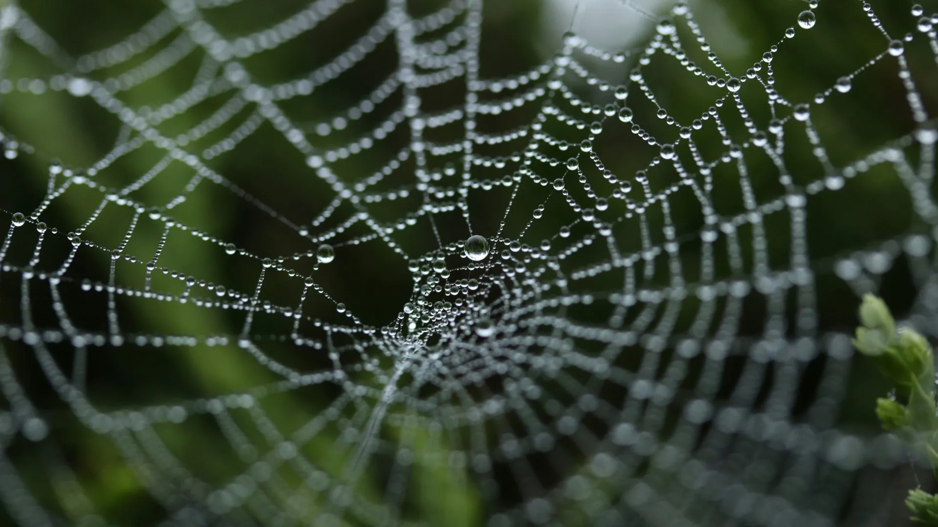 a spider web with dew drops
