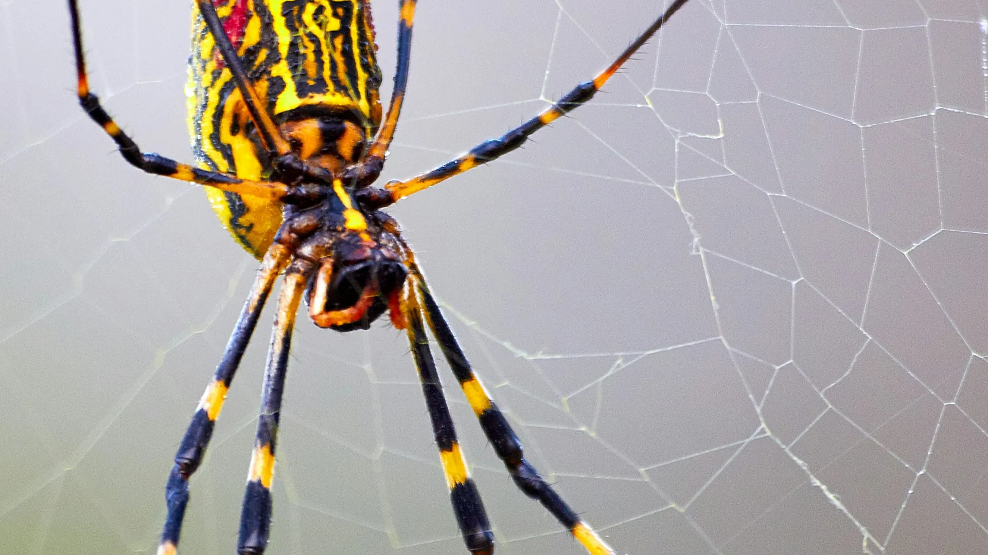 a close-up of a bug