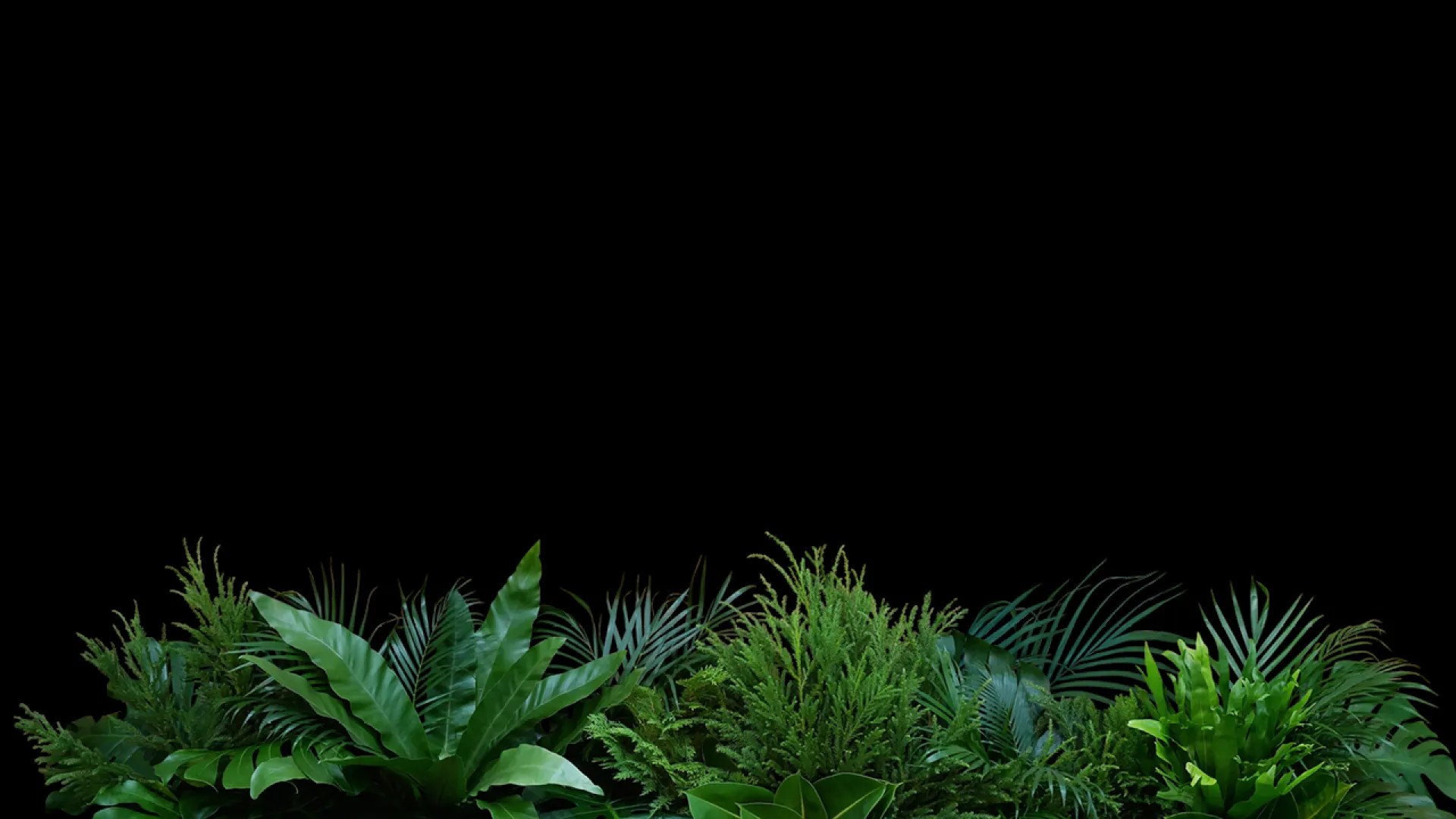 a group of plants