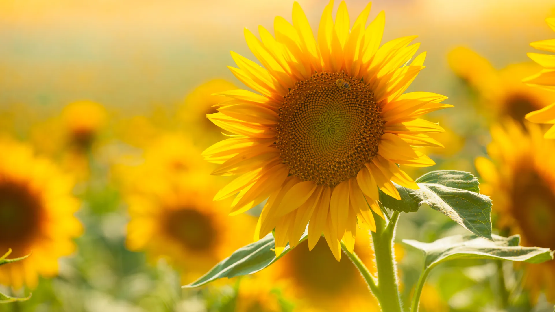 a close up of a sunflower