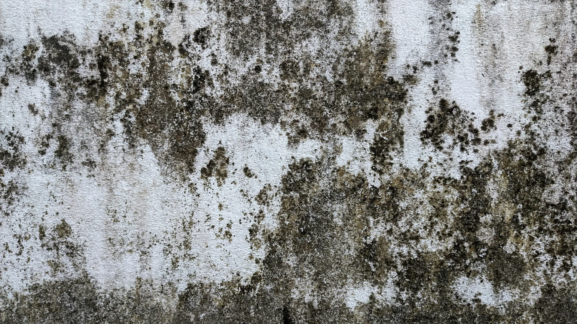 Close-up of a weathered wall covered with black mold and mildew stains on a white surface.