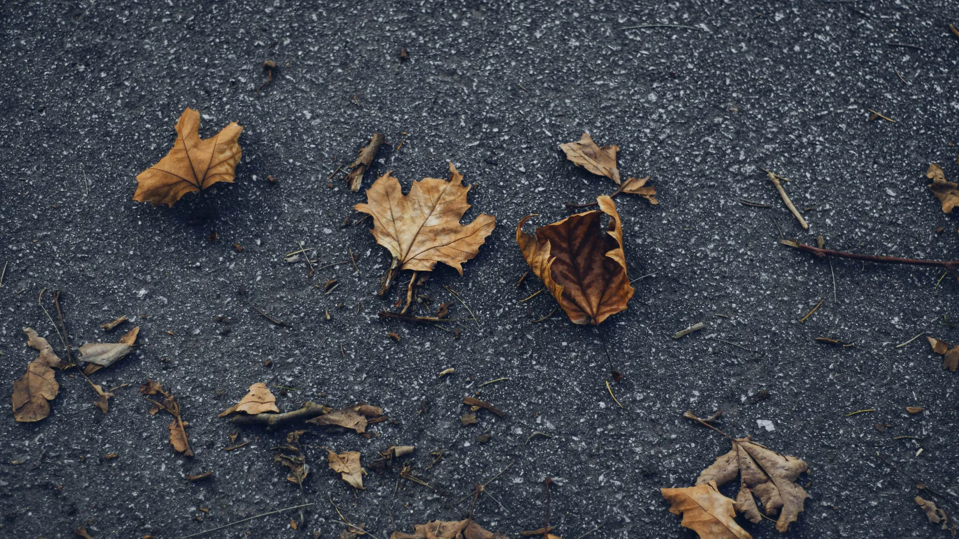 Dry autumn leaves scattered on a dark textured asphalt surface in late fall season.