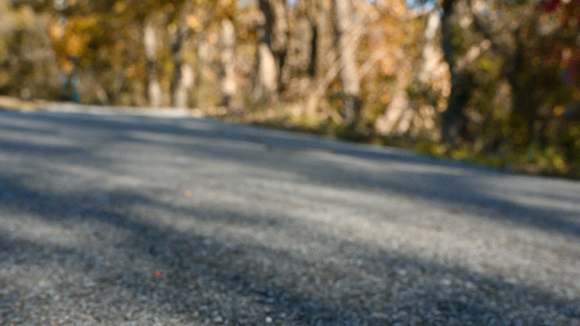 Single orange autumn leaf lying on gray asphalt road with blurred fall trees in background.