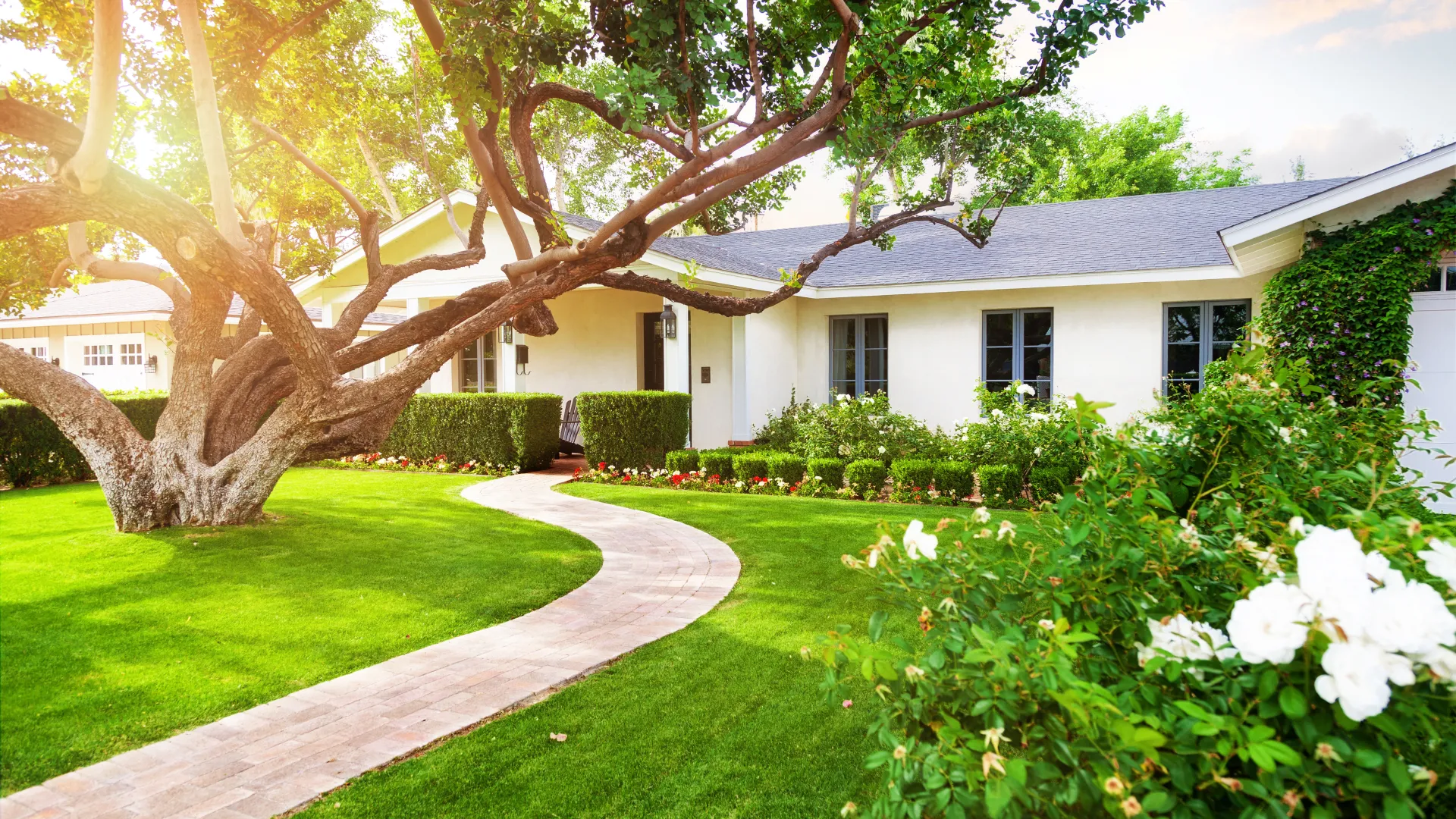 a tree in a yard