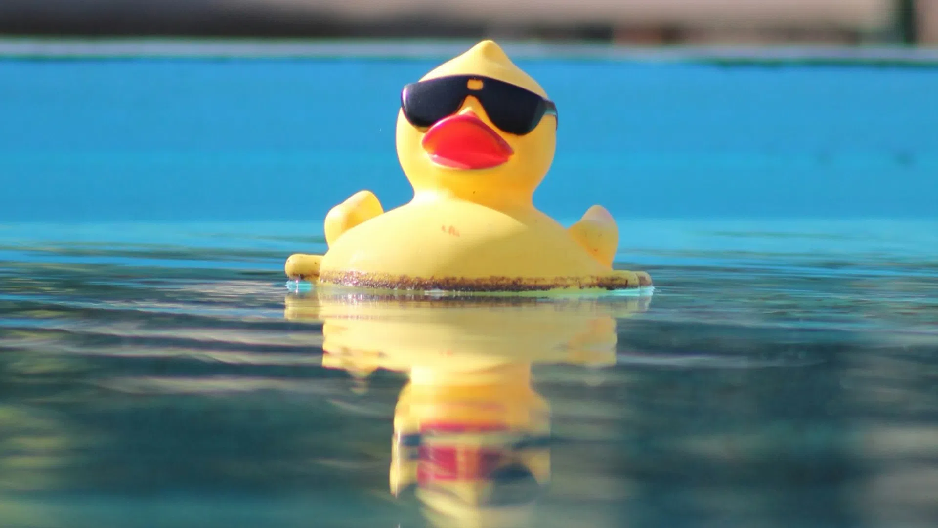 Yellow rubber duck wearing sunglasses floating in a clear blue swimming pool with reflection on water.
