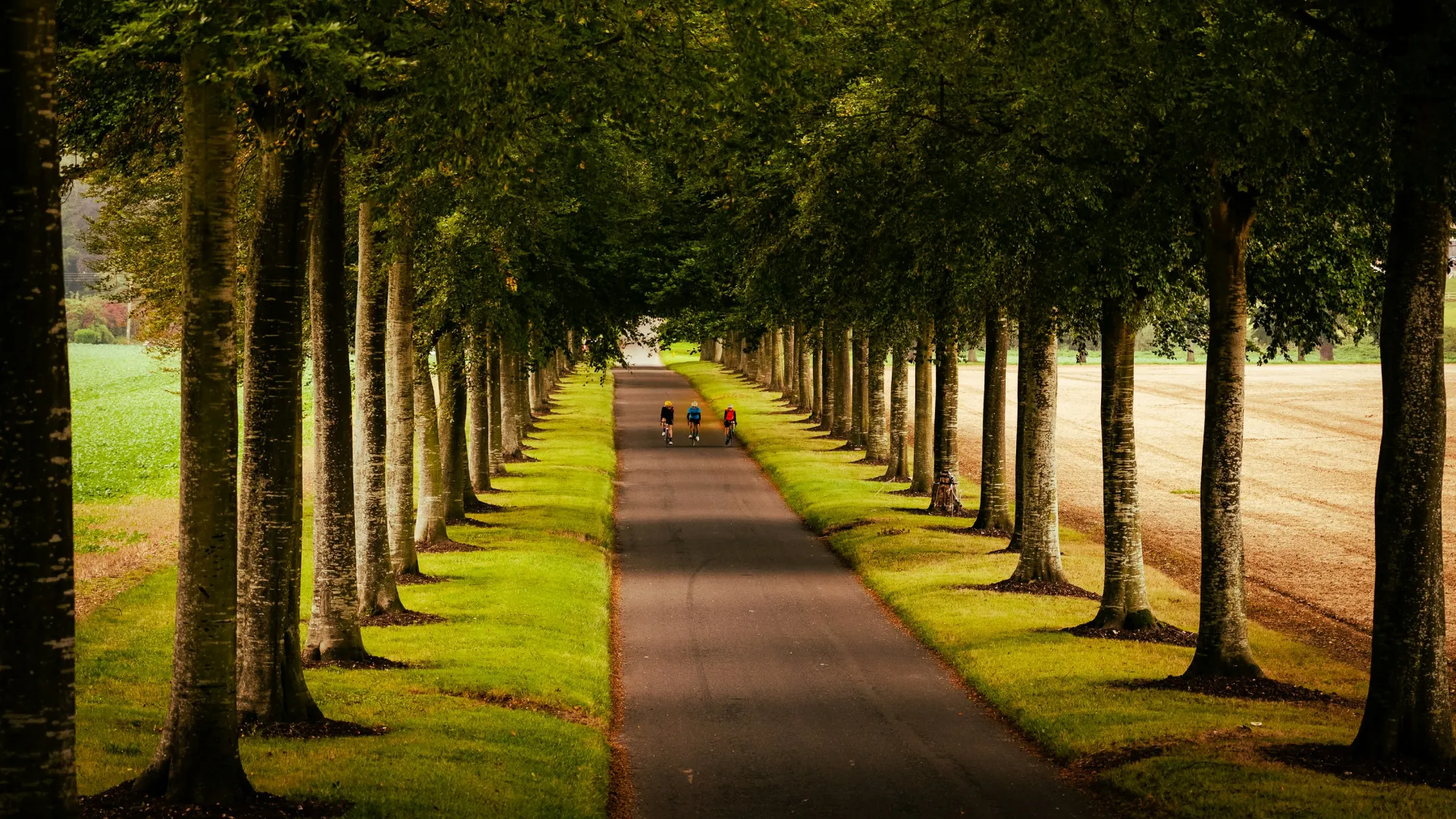 a path with trees on the side