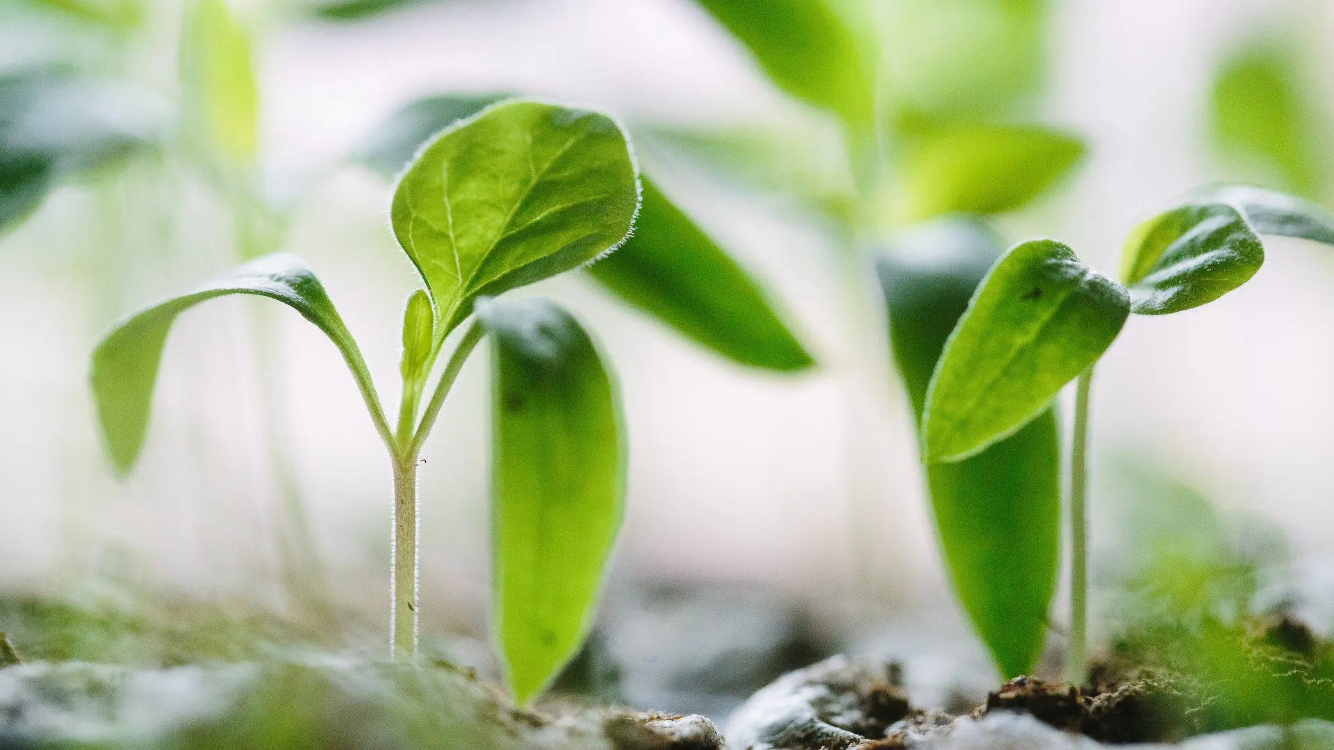 a close-up of a plant
