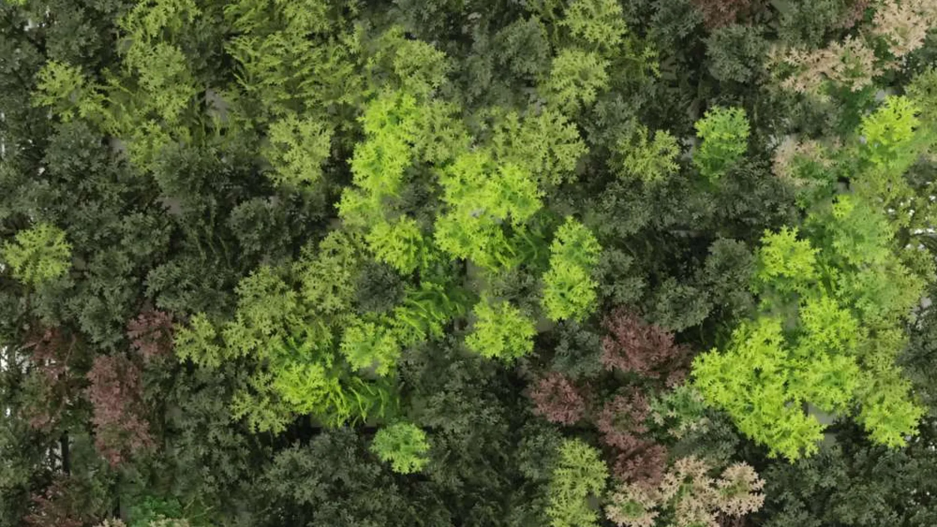 Aerial view of dense forest with various shades of green and hints of red and beige foliage.