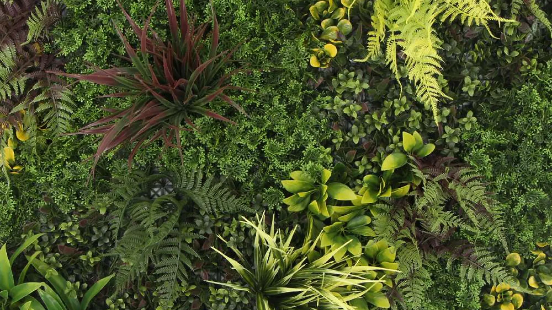 Dense green foliage with various types of ferns and leafy plants creating a lush natural texture.