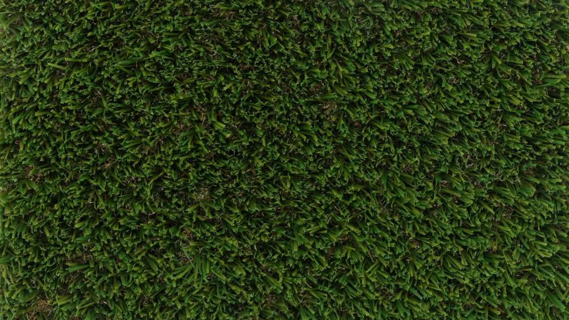 Close-up aerial view of dense green grass blades forming a thick natural lawn texture