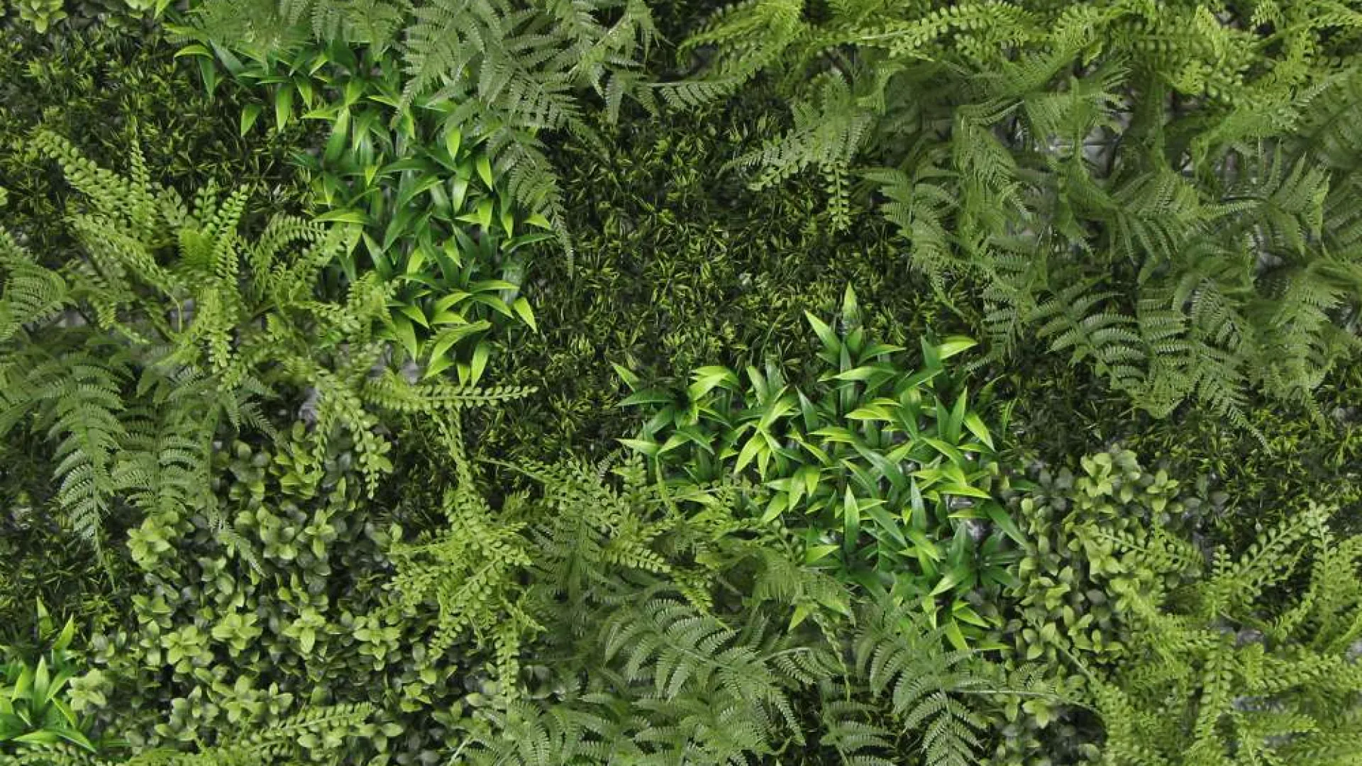 Dense green foliage with various types of ferns and leafy plants creating a lush natural texture.