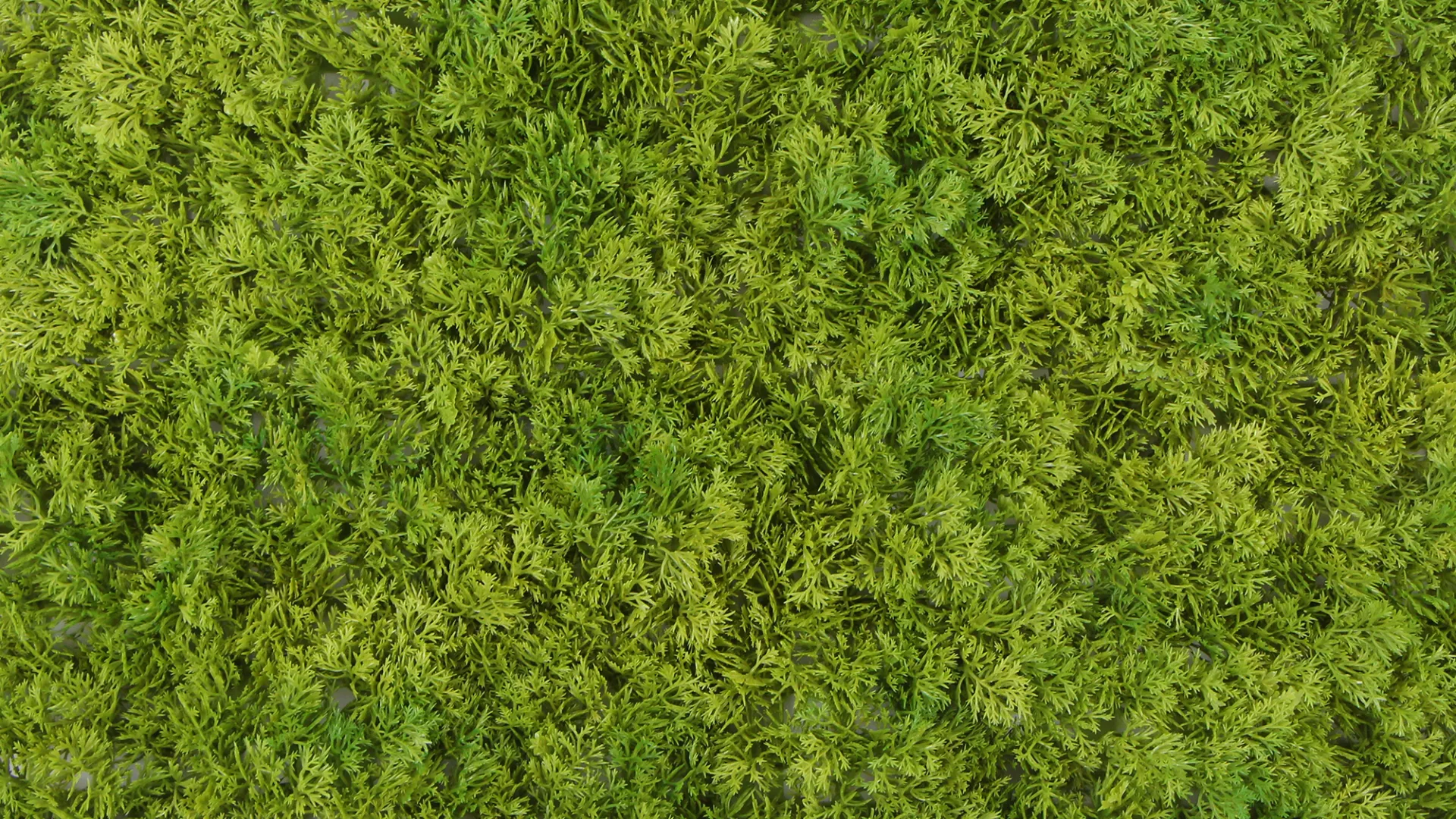 Close-up view of lush green moss covering a natural forest floor, dense and vibrant texture.