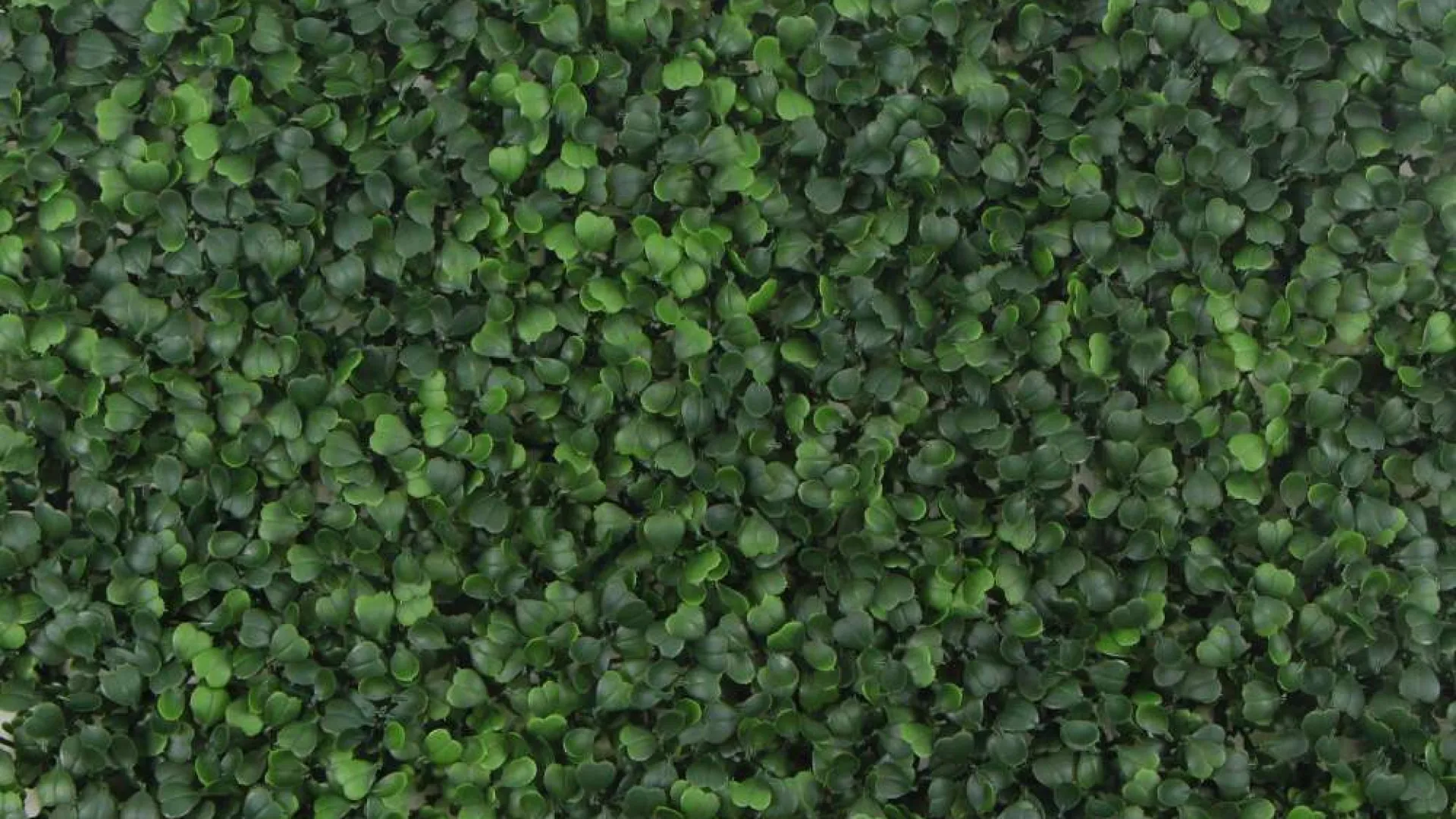 Dense green leafy ground cover with small rounded leaves creating a lush natural texture.