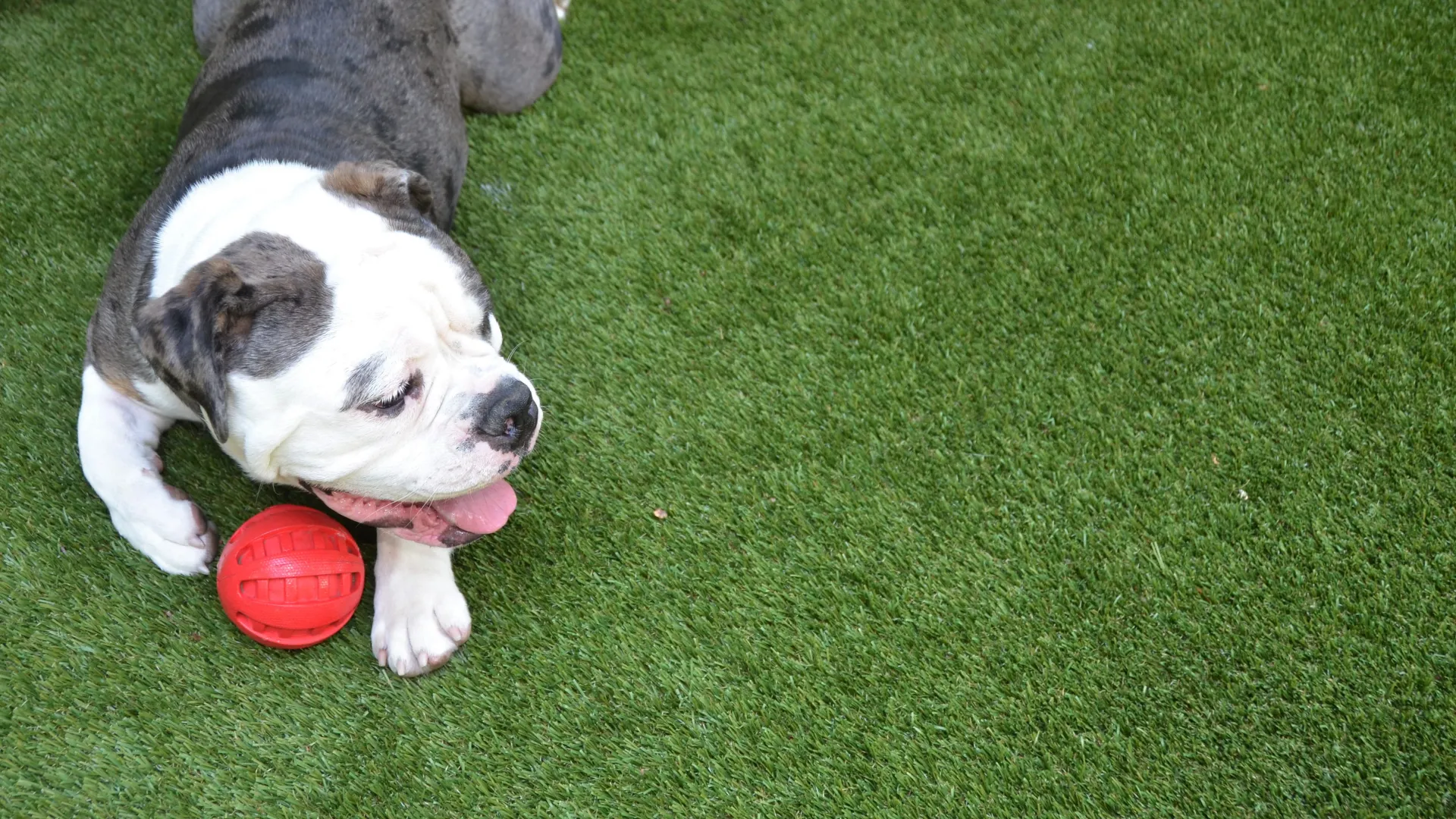 a dog playing with a ball