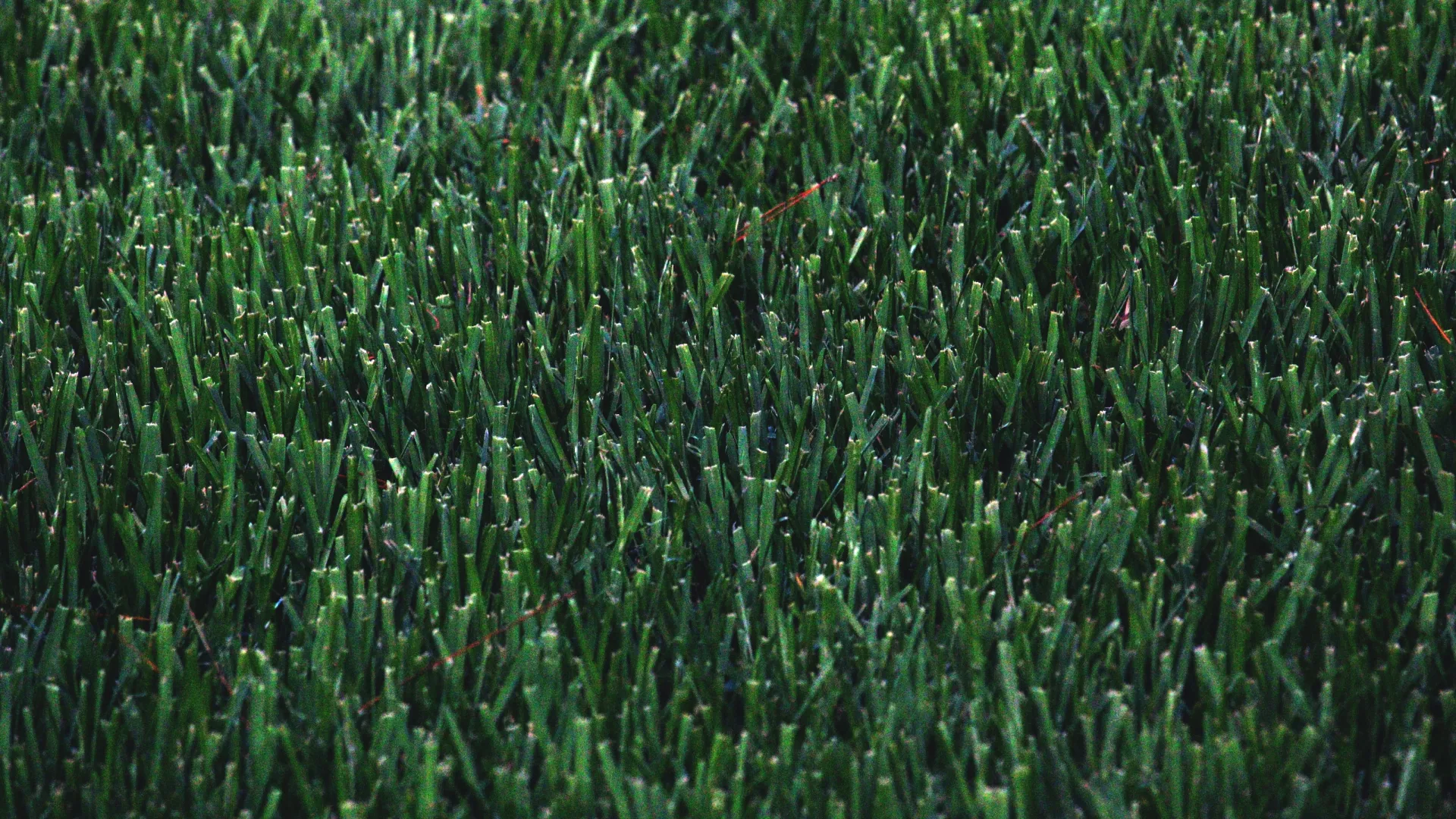 a close-up of a grass field