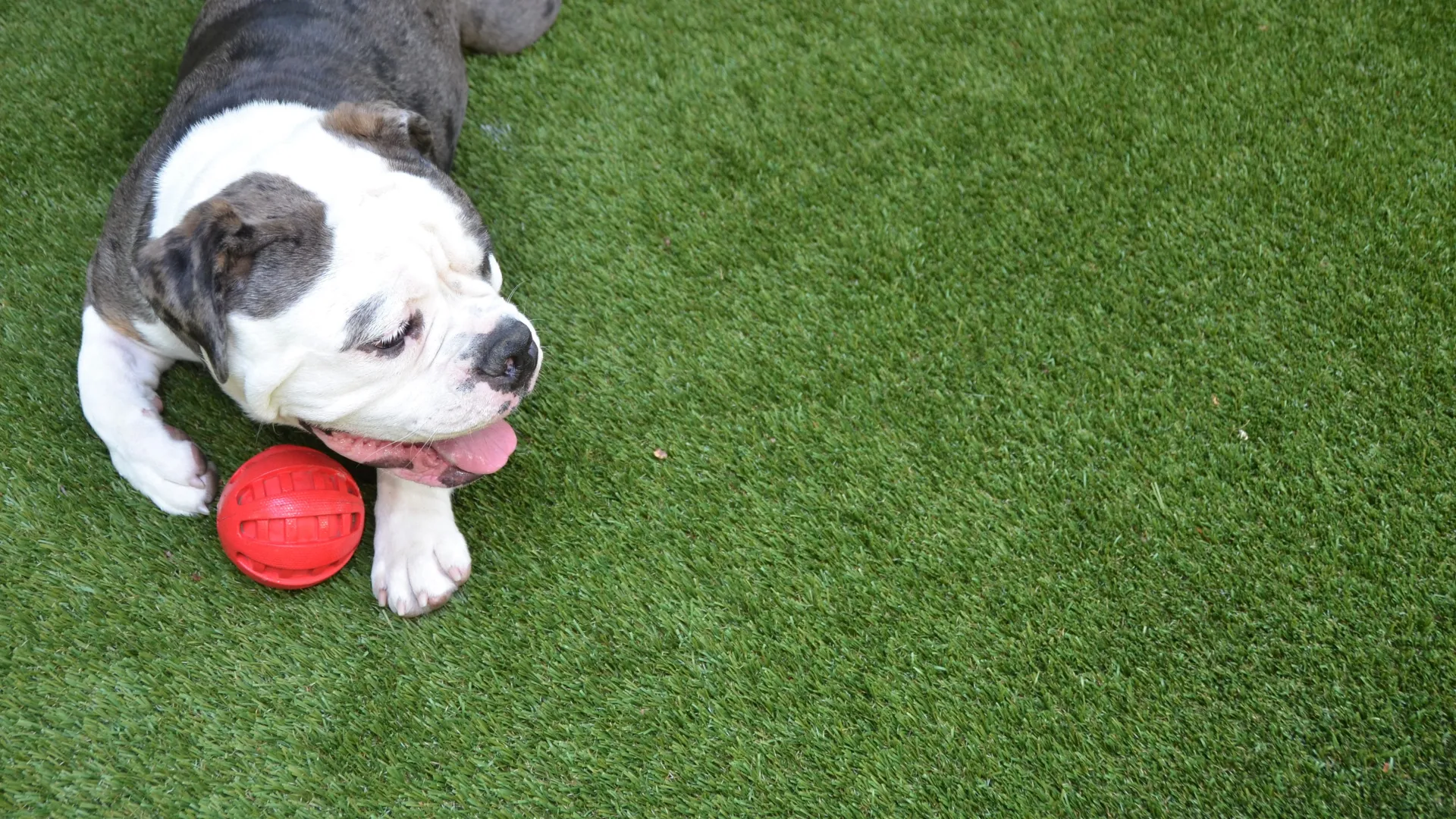 a dog playing with a ball