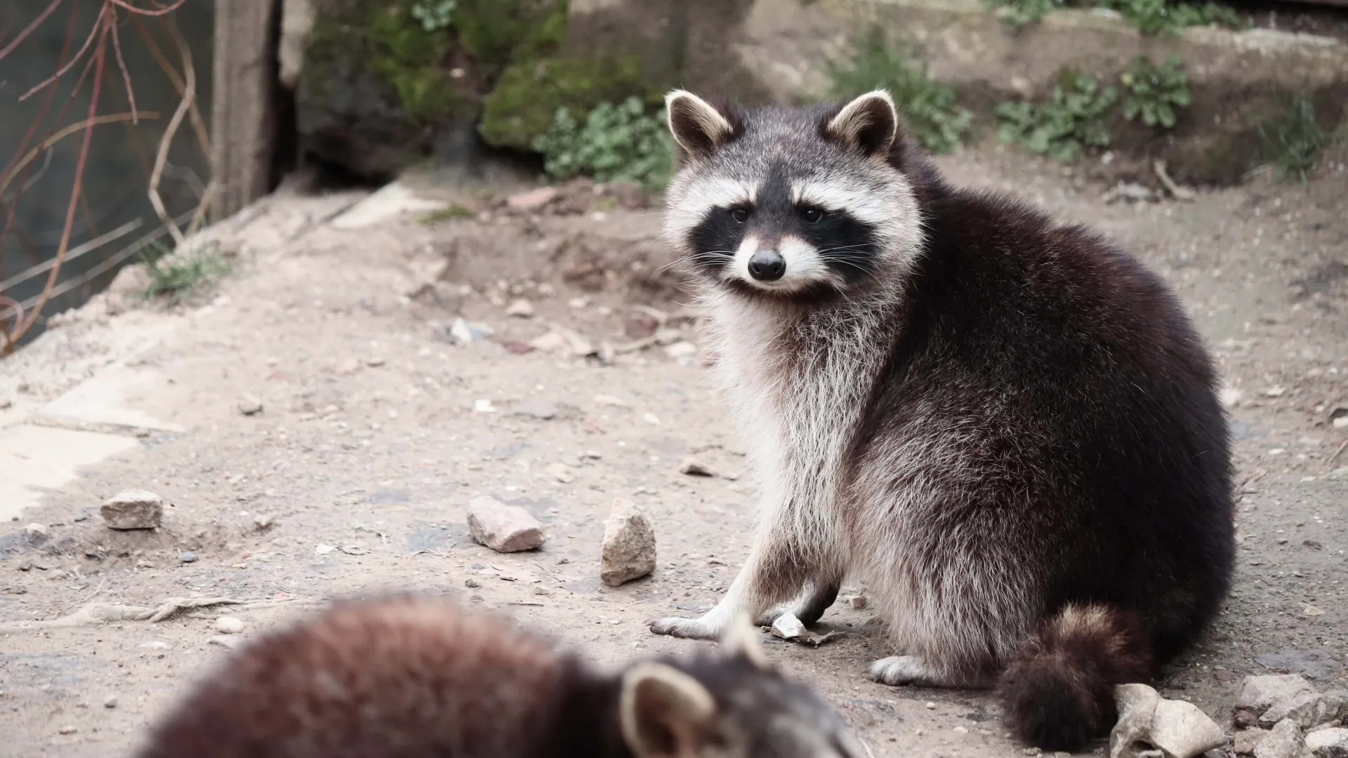 Two raccoons on a rocky dirt ground near a stone wall with one raccoon looking towards the camera.