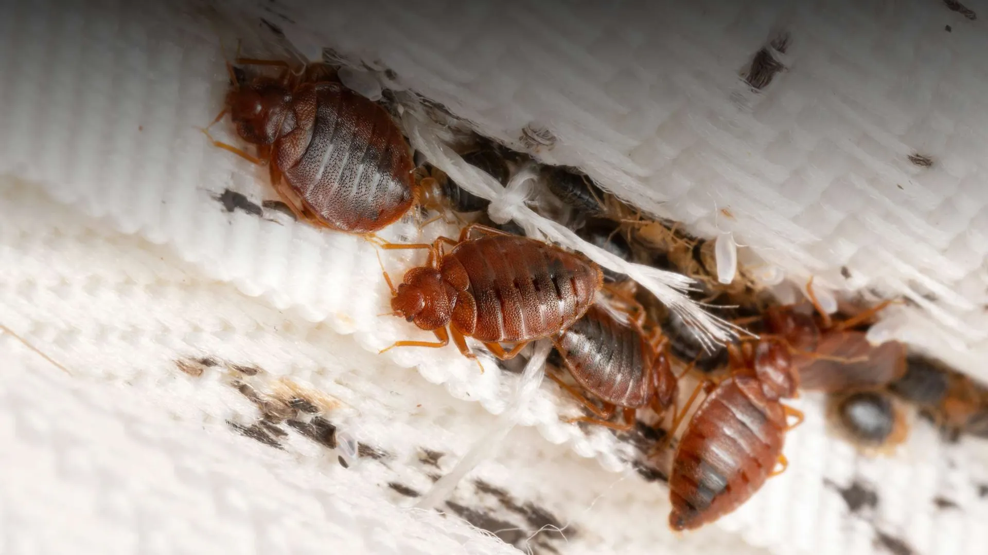 Close-up of bed bugs clustered on a white fabric surface showing their reddish-brown bodies and legs.