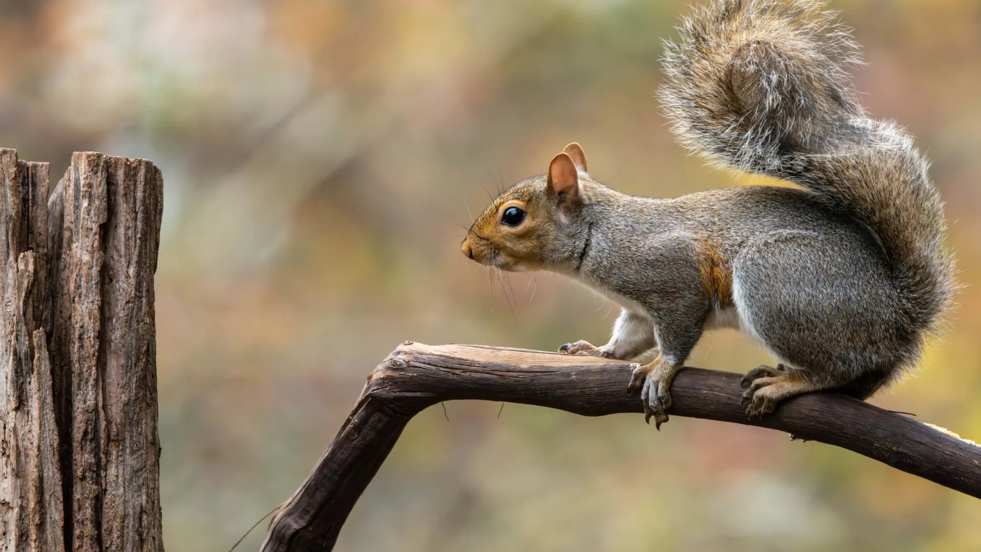 Gray squirrel perched on a curved branch with a blurred natural autumn background.
