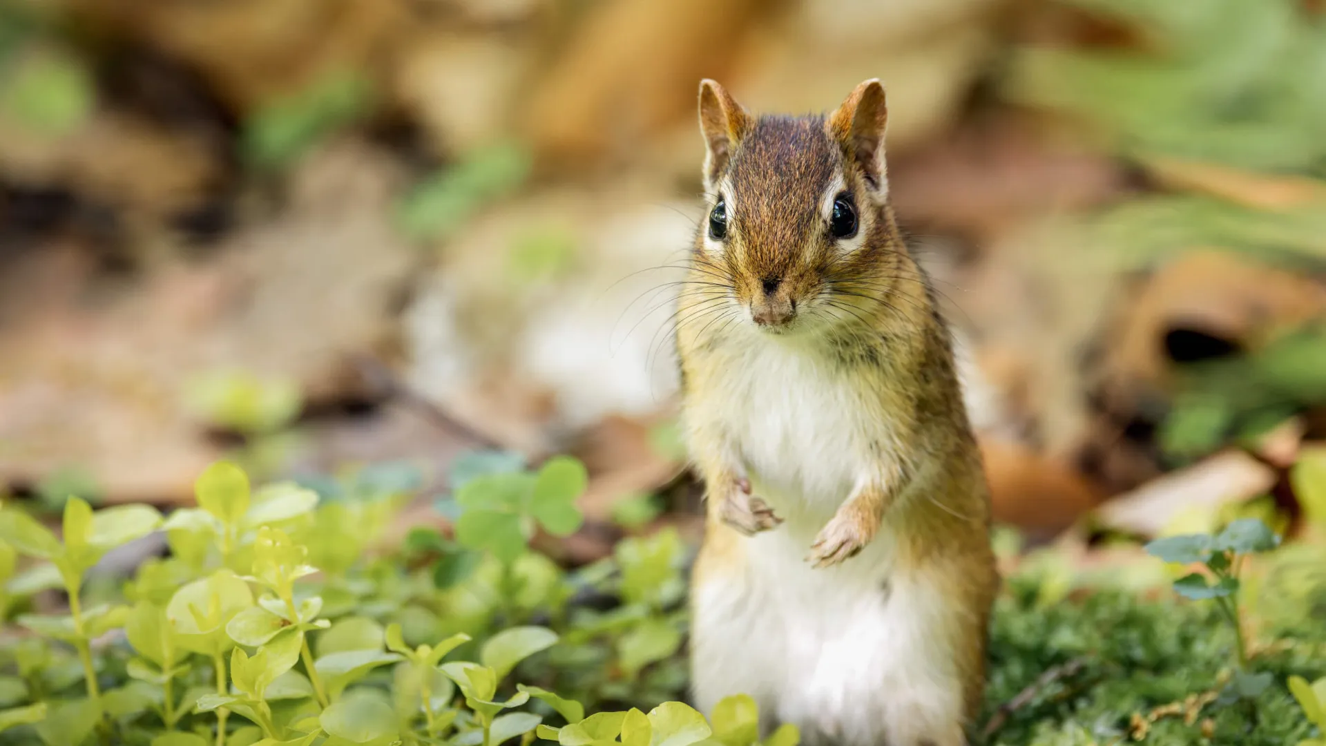 Close-up of a chipmunk standing on green foliage with a blurred natural background.