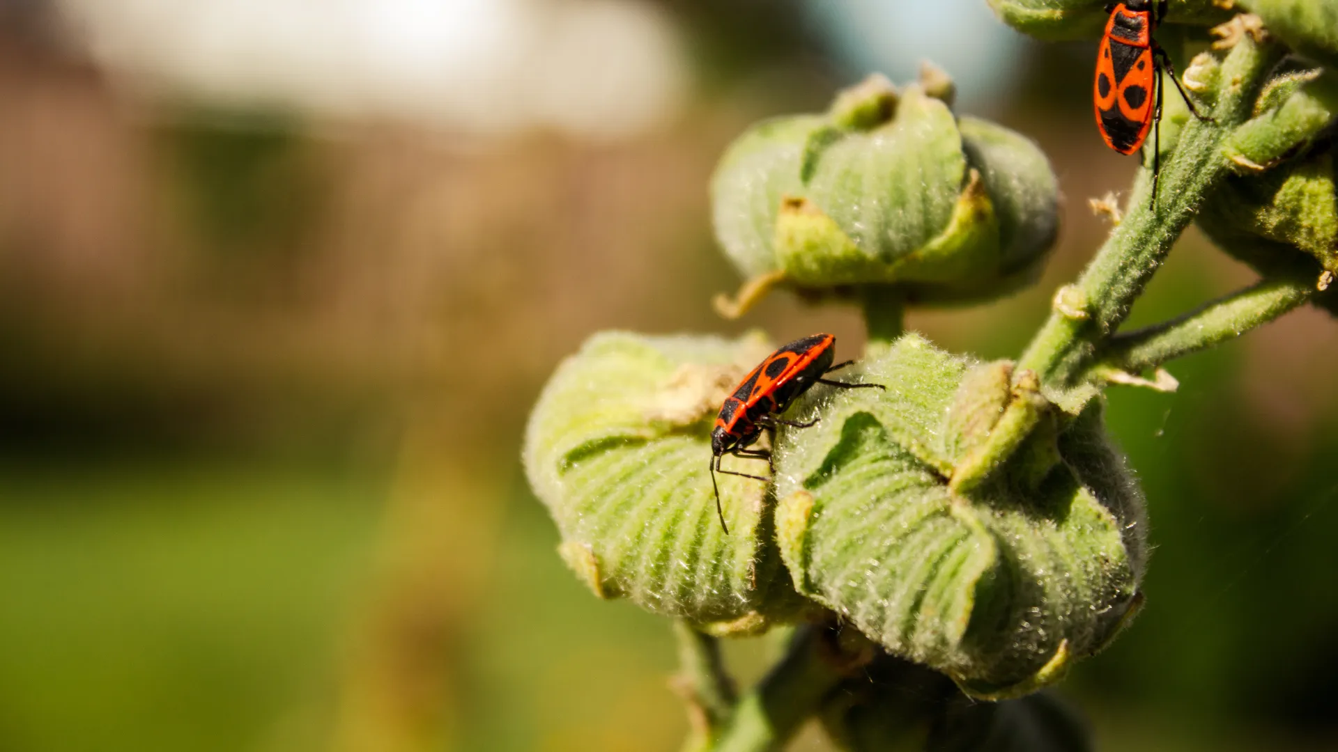 Close-up of red and black fire bugs on green seed pods in a sunlit garden with blurred background.
