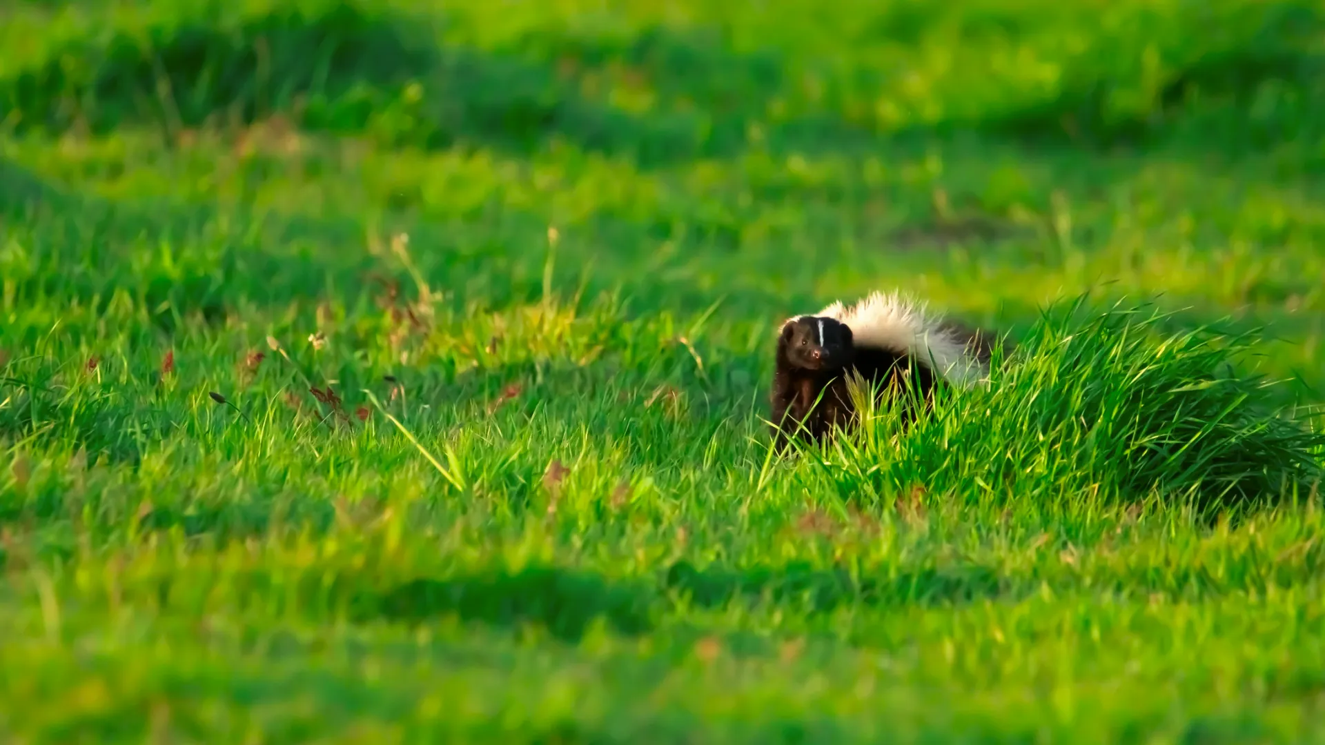 Skunk with a raised tail standing in tall green grass in a sunlit field.