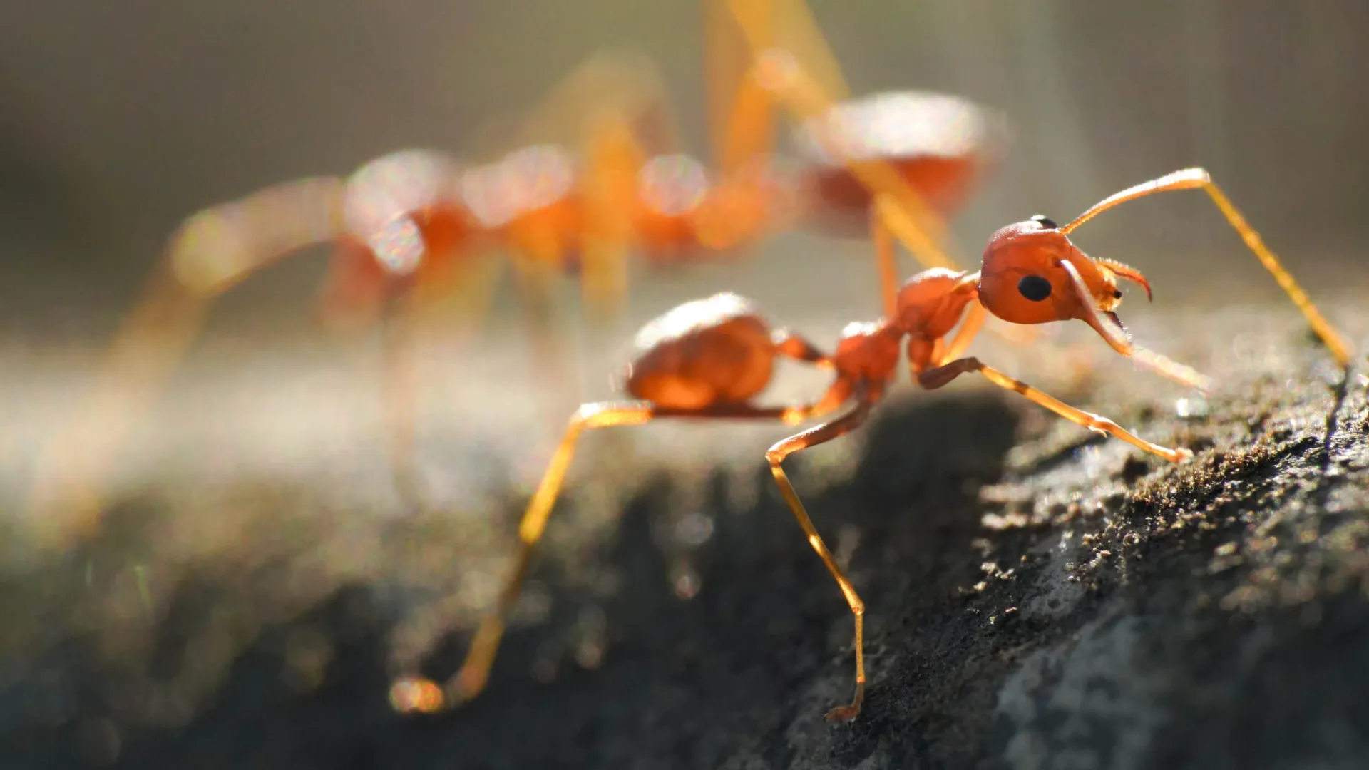 Close-up of a group of black and brown ants crawling on a white textured surface outdoors.