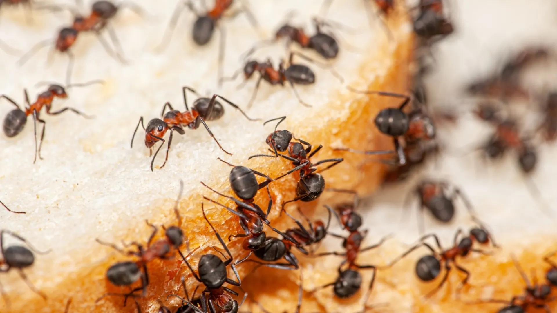 Close-up of black and red ants swarming and feeding on a piece of bread with textured crust.