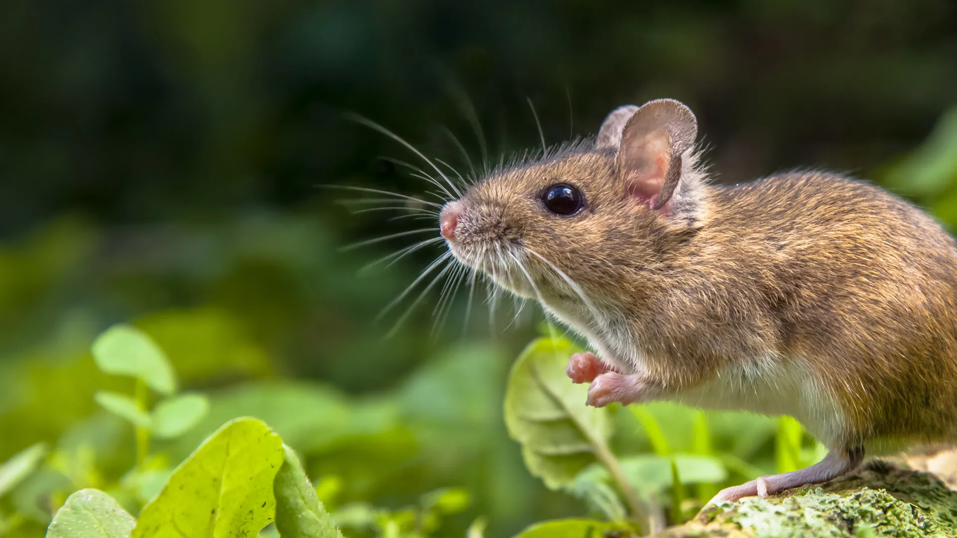 Close-up of a brown mouse with whiskers standing on green mossy ground surrounded by green leaves.