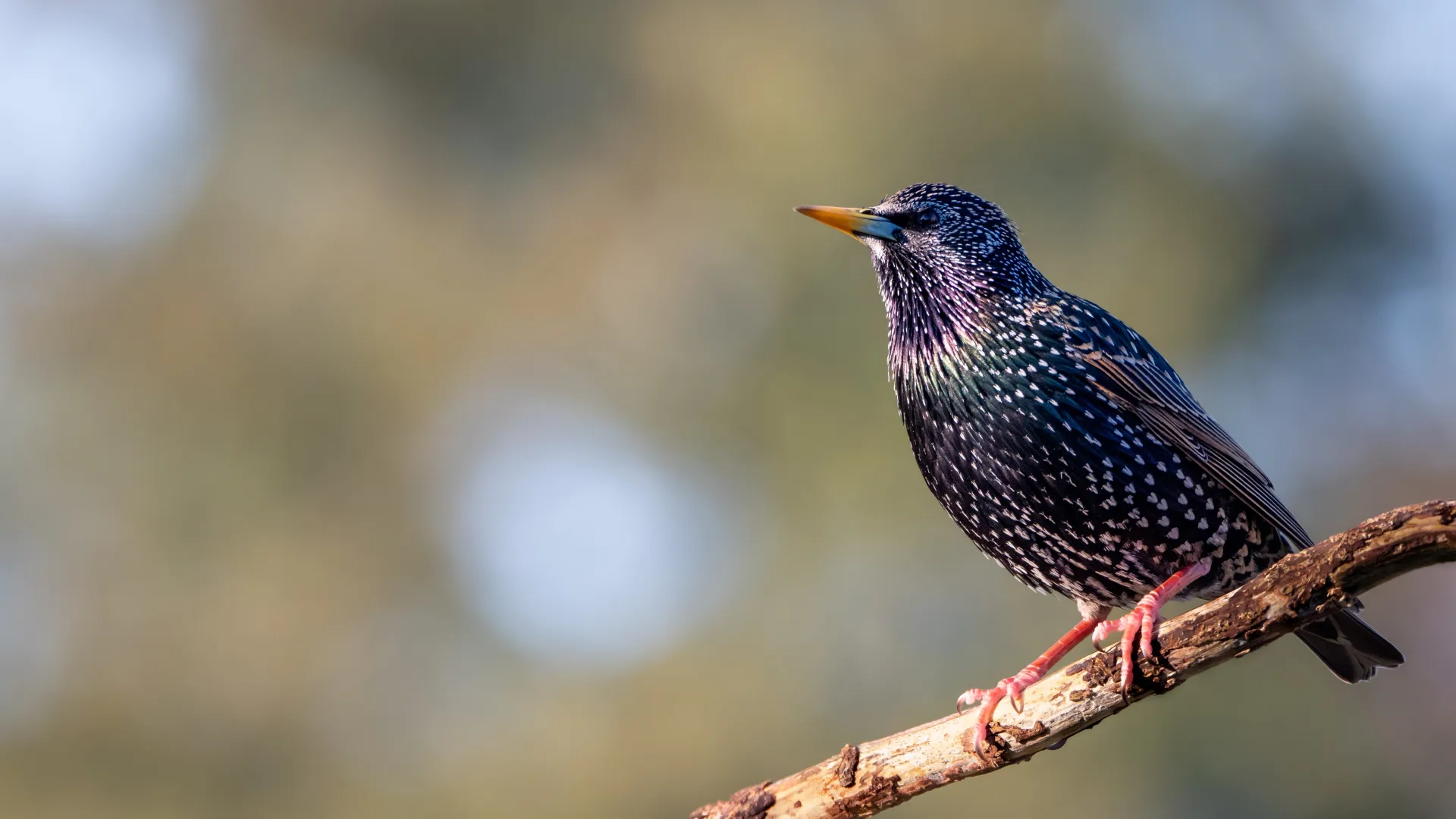 European starling perched on a branch with iridescent feathers and a blurred natural background