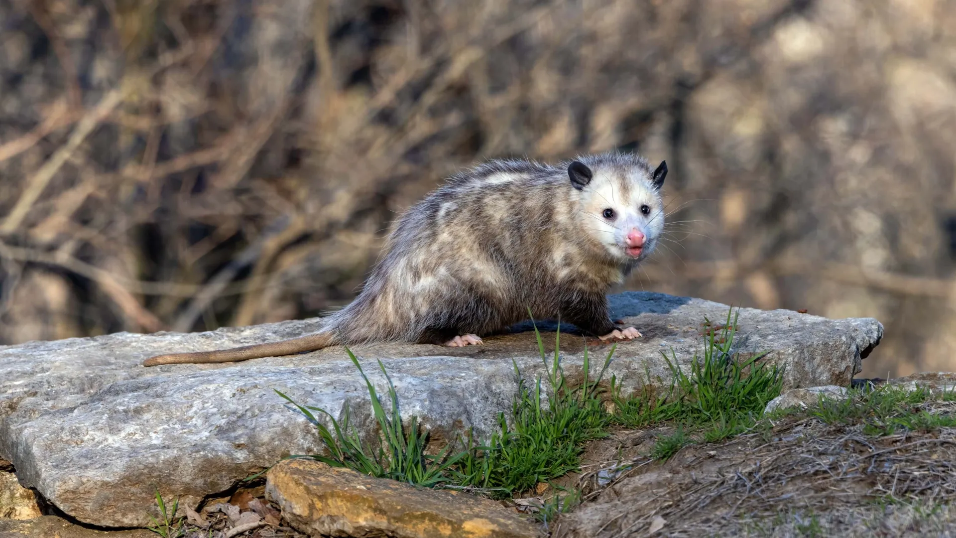A wild opossum with gray fur and pink nose standing on a rock surrounded by grass and dried leaves.