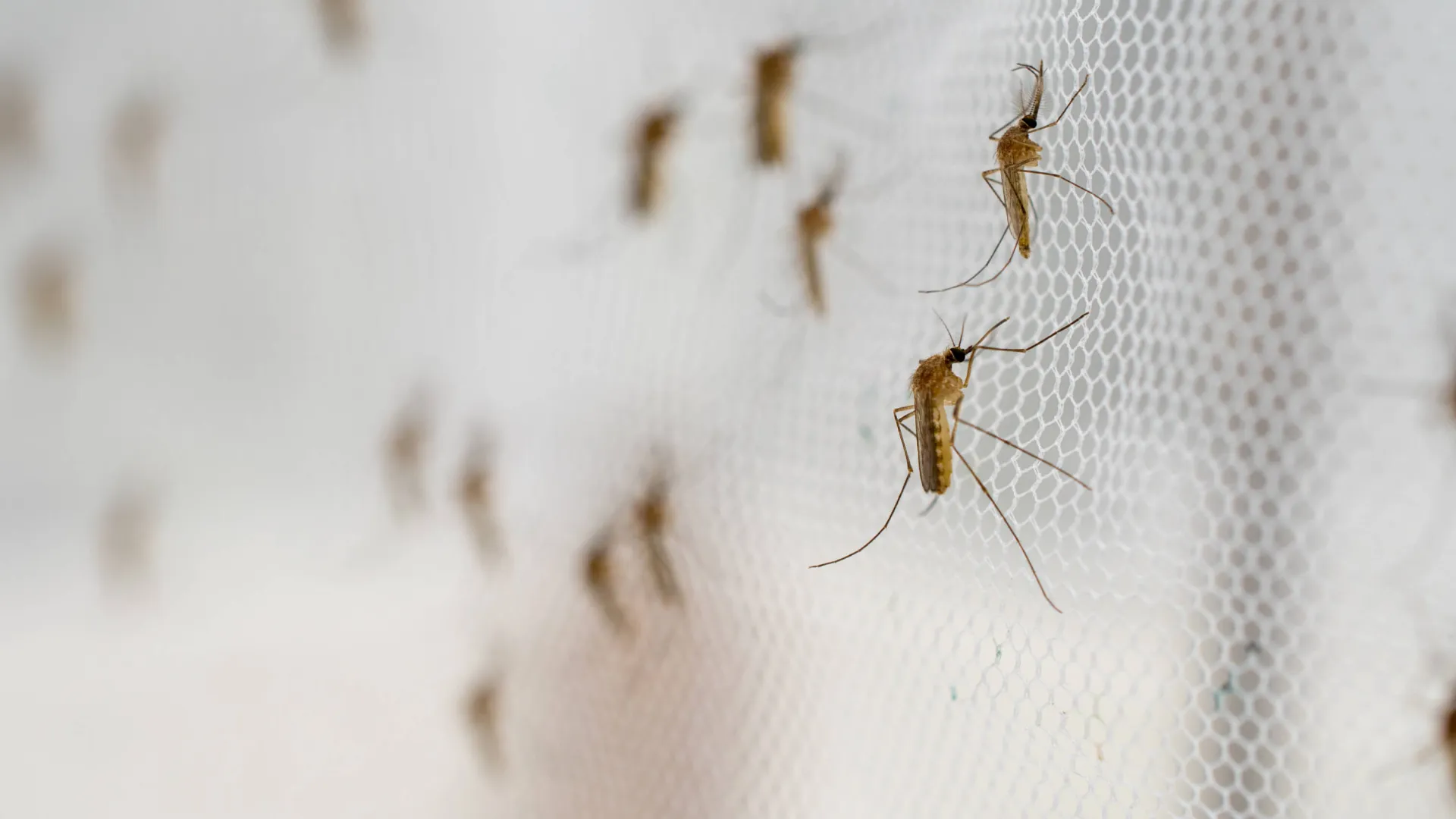 Close-up of mosquitoes resting on a white mesh screen with a blurred background.