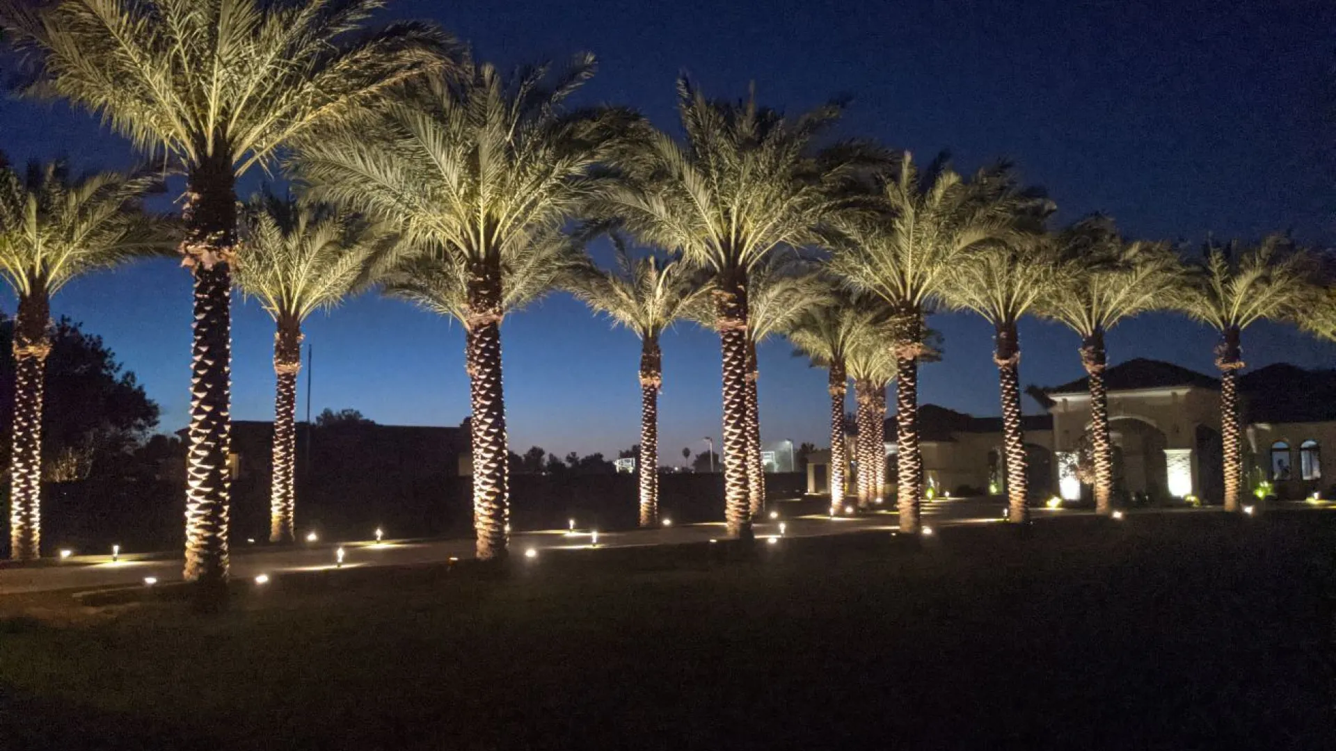 a group of palm trees at night