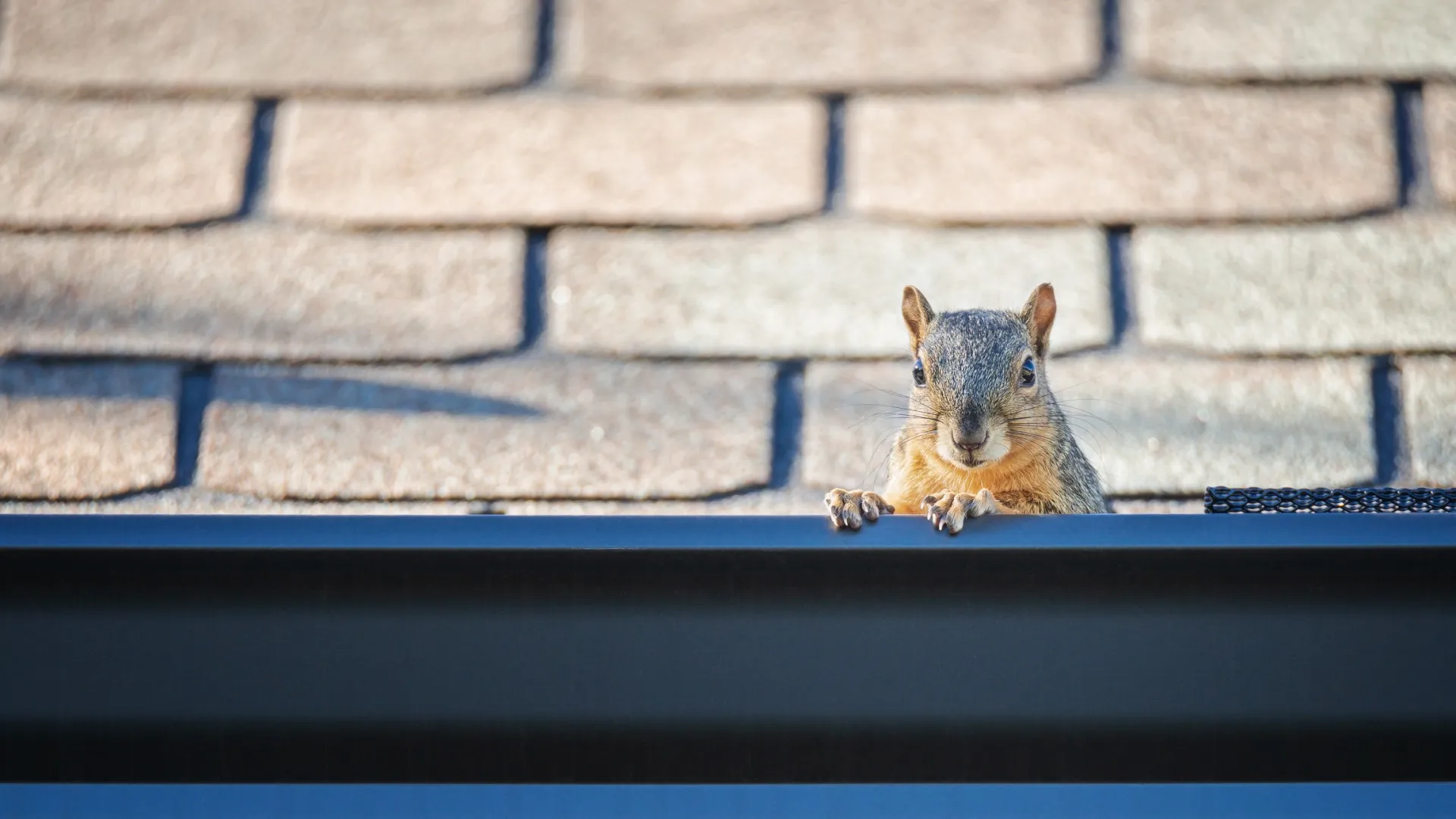 a squirrel on a ledge