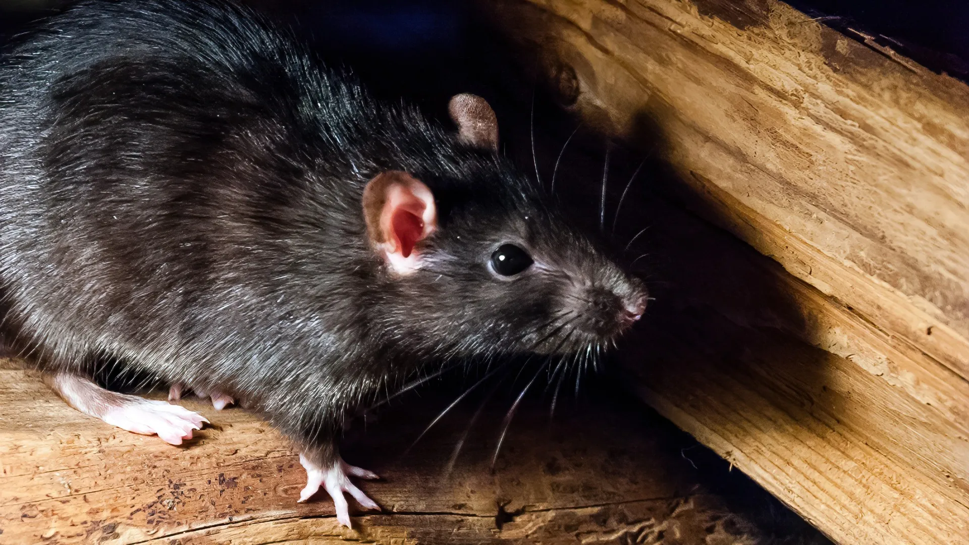 a rat on a wood surface