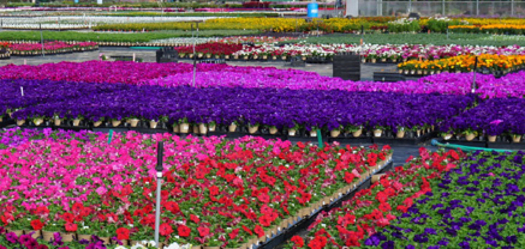 Pike Nurseries Careers in and North Carolina Pike Nurseries