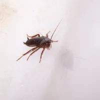 Pest Image