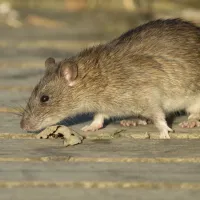 Rodent Barrier - Proofing anti-rongeurs - Ratdown