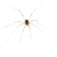 Daddylongleg Spiders - Control, Extermination, Removal