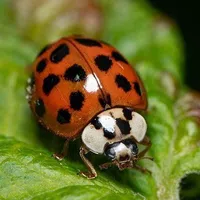 Close-up of a Asian Lady Beetle with black spots on a textured green leaf in natural light