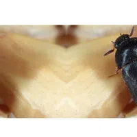 Close-up of a small black carpet beetle crawling on a pale textured surface, highlighting insect details and texture.