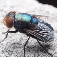 Close-up of a blow fly showing iridescent blue and green body with transparent wings on a gray surface.
