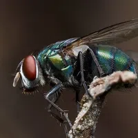 Close-up of a Bottle Fly