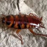 Close-up of a brown-banded cockroach
