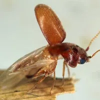 Close-up of a cigarette beetle