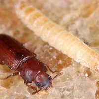 Close-up of a Confused Flour Beetle