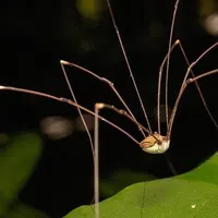 Close-up of a Daddy Long Leg