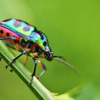 a colorful bug on a leaf